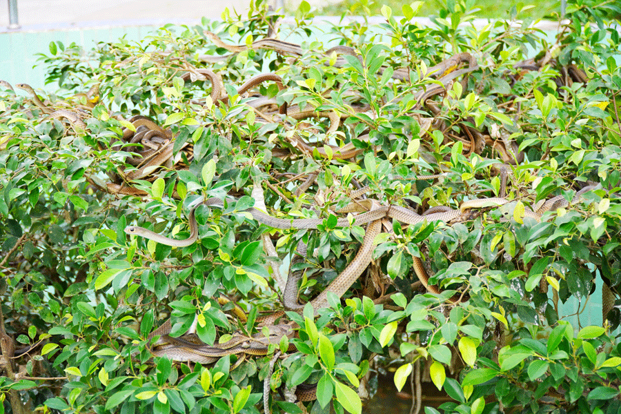 Trại Rắn Đồng Tâm